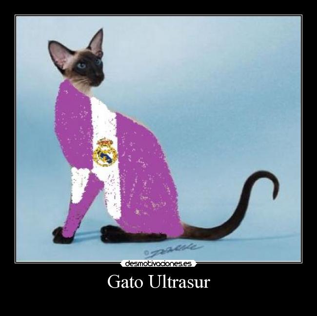 Gato Ultrasur -