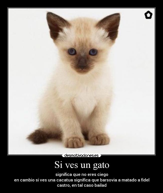 Si ves un gato - significa que no eres ciego
en cambio si ves una cacatua significa que barsovia a matado a fidel
castro, en tal caso bailad