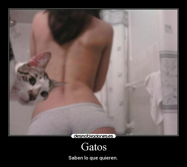 Gatos - Saben lo que quieren. 