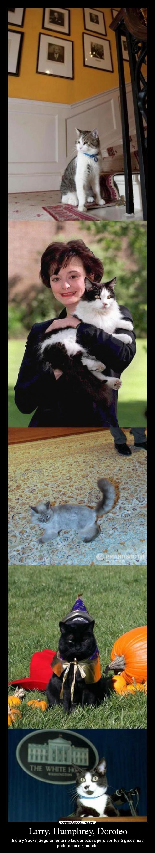 Larry, Humphrey, Doroteo - India y Socks. Seguramente no los conozcas pero son los 5 gatos mas
poderosos del mundo.