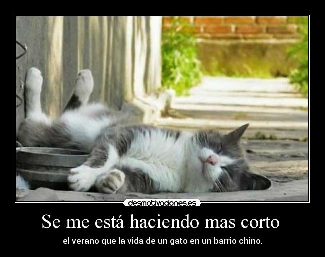 Se me está haciendo mas corto - el verano que la vida de un gato en un barrio chino.