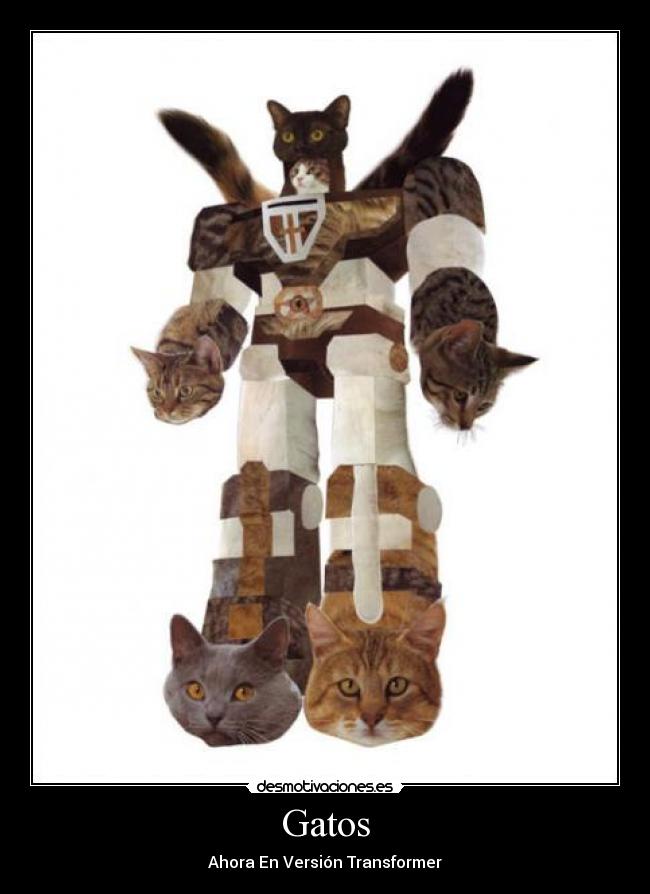 Gatos -