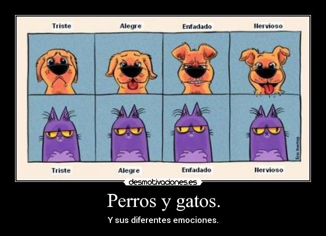 Perros y gatos. - Y sus diferentes emociones.