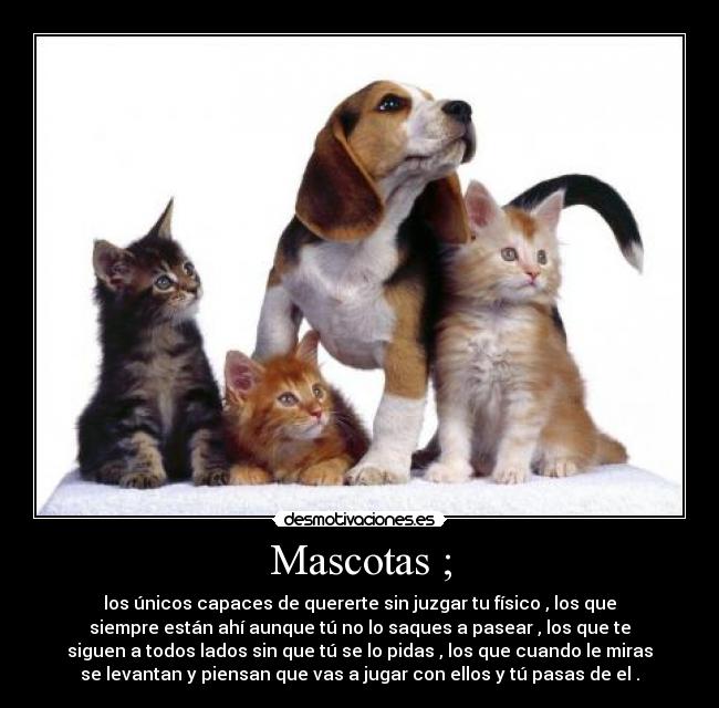 Mascotas ; - los únicos capaces de quererte sin juzgar tu físico , los que
siempre están ahí aunque tú no lo saques a pasear , los que te
siguen a todos lados sin que tú se lo pidas , los que cuando le miras
se levantan y piensan que vas a jugar con ellos y tú pasas de el .