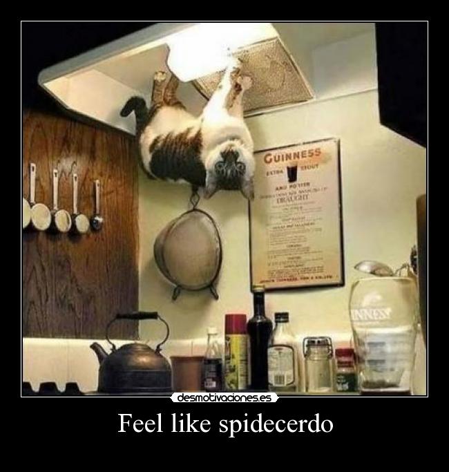 Feel like spidecerdo -