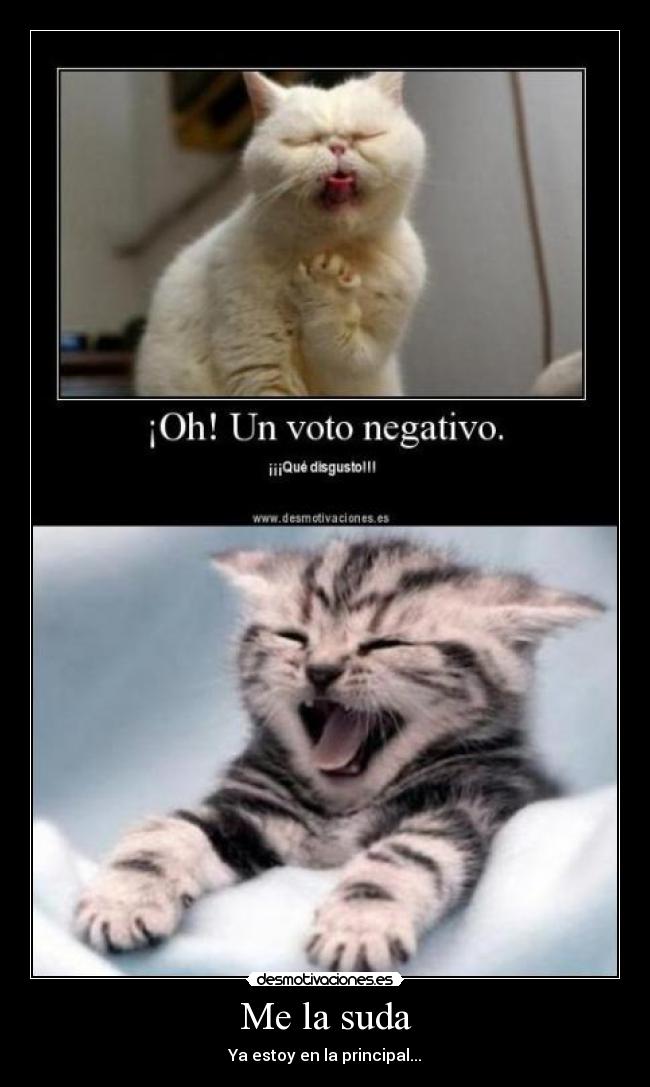 carteles gato principal desmotivaciones