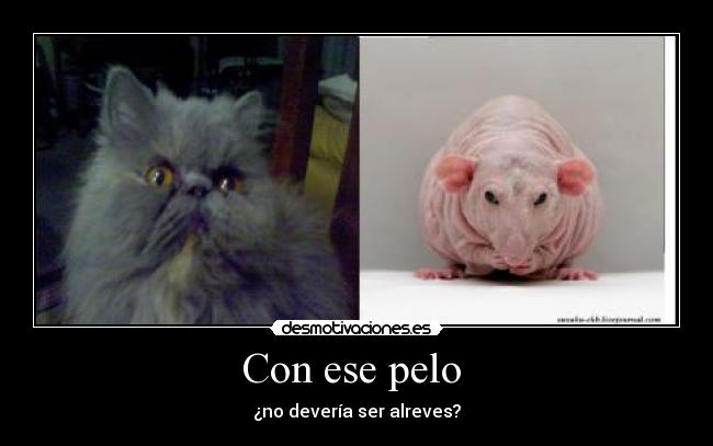 Con ese pelo - ¿no devería ser alreves?