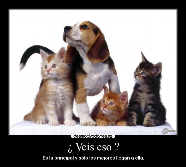 ¿ Veis eso ? - Es la principal y solo los mejores llegan a ella.