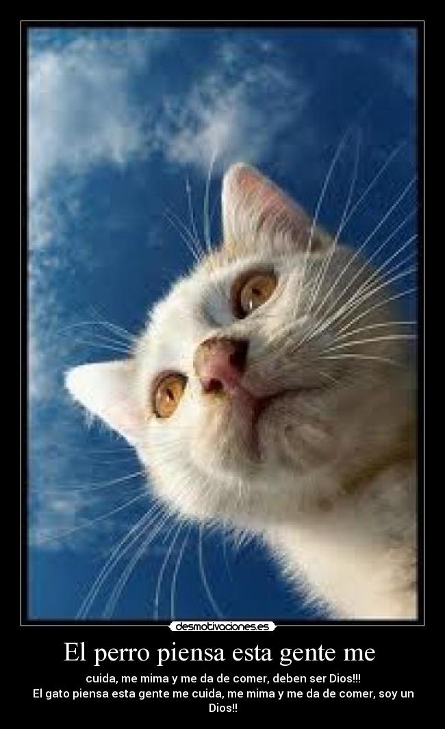 El perro piensa esta gente me  - cuida, me mima y me da de comer, deben ser Dios!!!
El gato piensa esta gente me cuida, me mima y me da de comer, soy un Dios!!