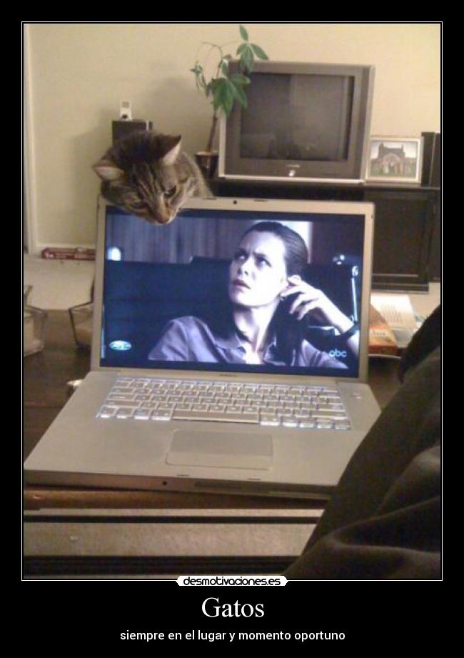 Gatos - siempre en el lugar y momento oportuno