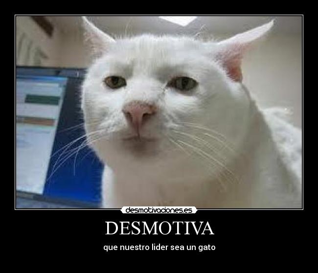 DESMOTIVA - que nuestro lider sea un gato
