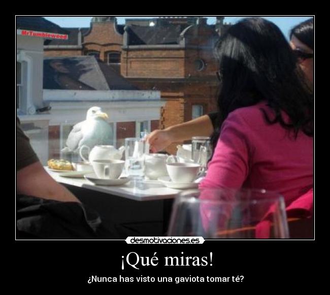 ¡Qué miras! - 