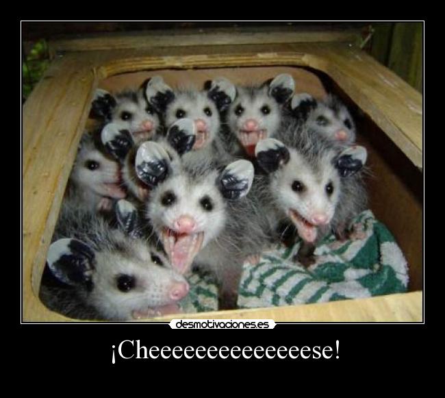¡Cheeeeeeeeeeeeeese! -