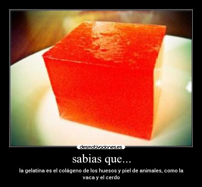 sabias que... - la gelatina es el colágeno de los huesos y piel de animales, como la vaca y el cerdo