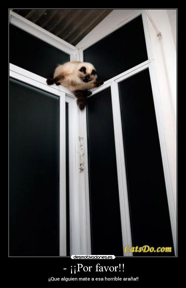 - ¡¡Por favor!! - ¡¡Que alguien mate a esa horrible araña!!