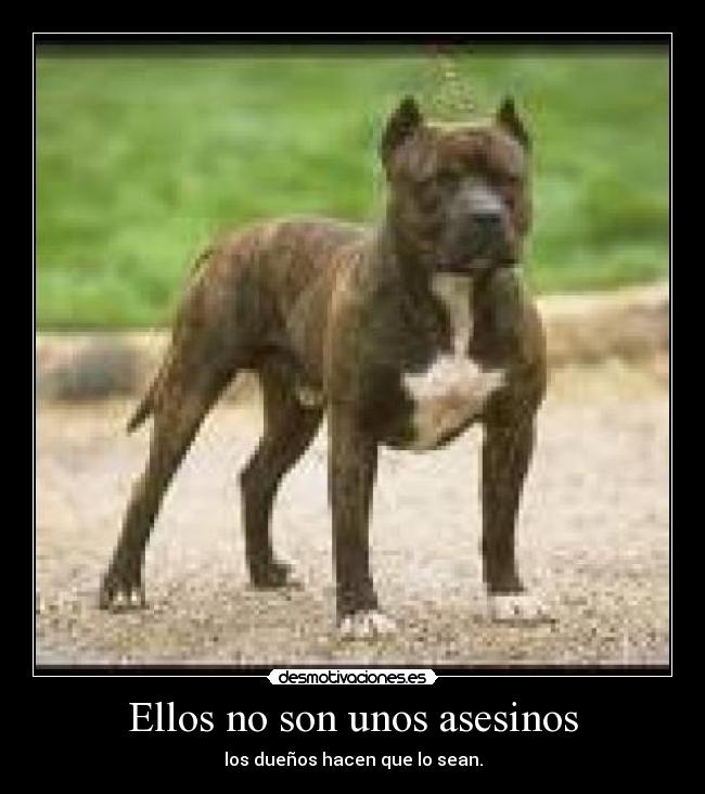 carteles son asesinos desmotivaciones