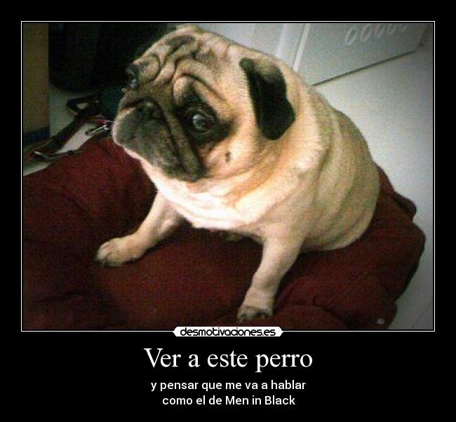 Ver a este perro - y pensar que me va a hablar
como el de Men in Black