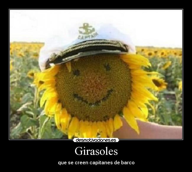 Girasoles - que se creen capitanes de barco