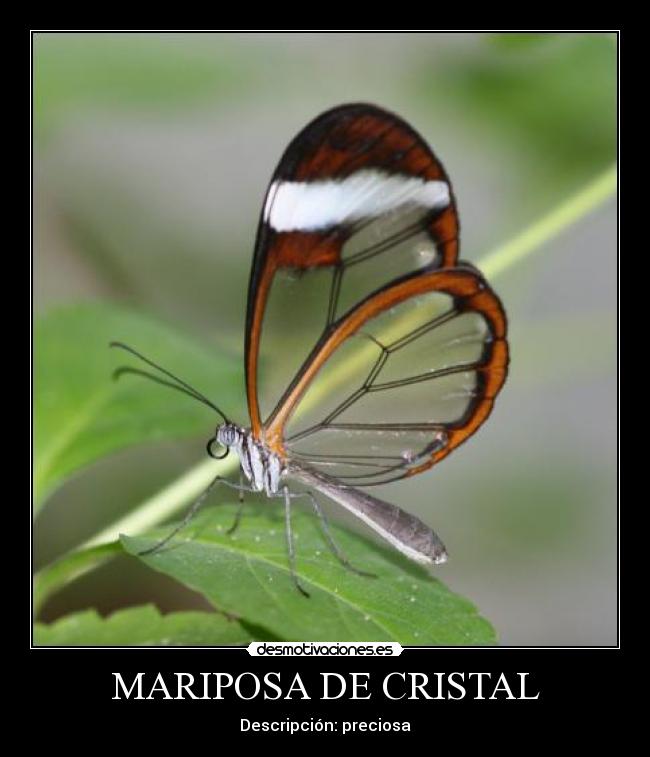 MARIPOSA DE CRISTAL -