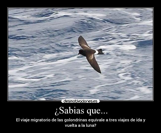 ¿Sabias que... - El viaje migratorio de las golondrinas equivale a tres viajes de ida y vuelta a la luna?
