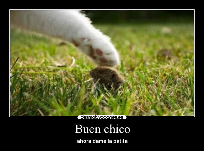 Buen chico - ahora dame la patita