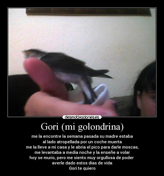 Gori (mi golondrina) - 