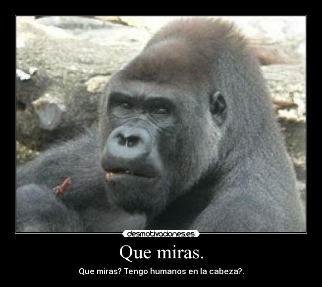 Que miras. -