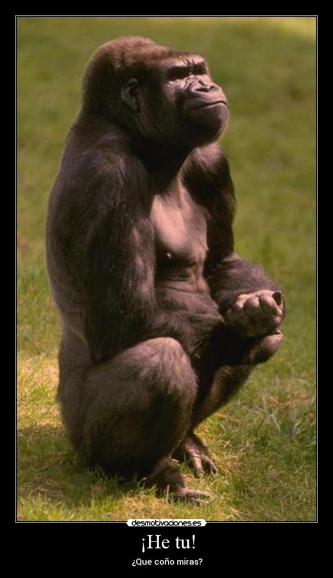 ¡He tu! - ¿Que coño miras?