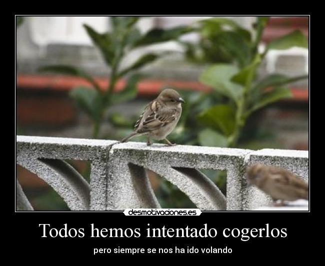 Todos hemos intentado cogerlos -