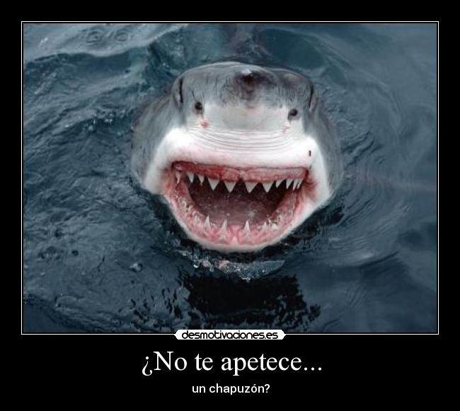 carteles tiburones desmotivaciones