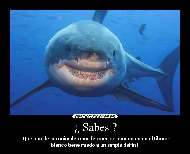 ¿ Sabes ? - ¡ Que uno de los animales mas feroces del mundo como el tiburón
blanco tiene miedo a un simple delfín !