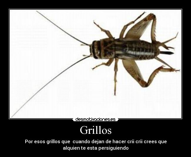 Grillos - 