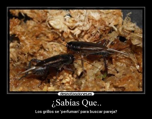 carteles sabias que los grillos perfuman para buscar pareja desmotivaciones