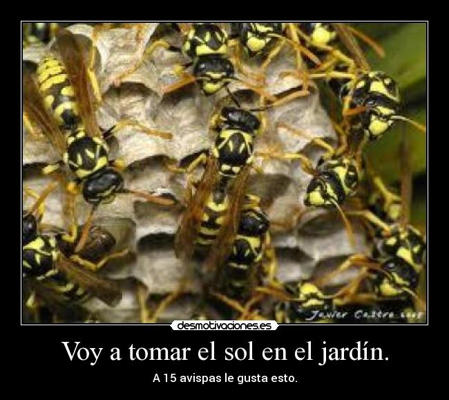 Voy a tomar el sol en el jardín. - A 15 avispas le gusta esto.