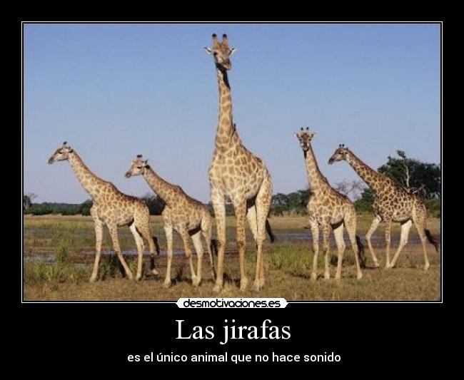 Las jirafas - es el único animal que no hace sonido