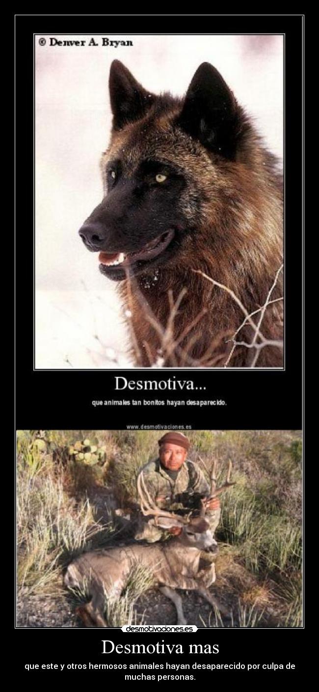 Desmotiva mas - que este y otros hermosos animales hayan desaparecido por culpa de
muchas personas.