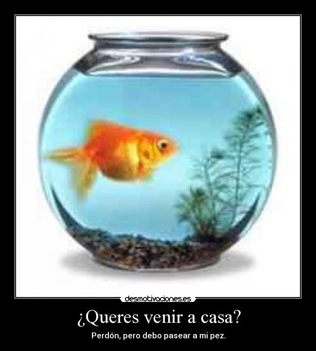 ¿Queres venir a casa? - Perdón, pero debo pasear a mi pez.