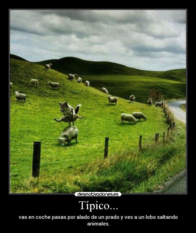 Típico... - vas en coche pasas por alado de un prado y ves a un lobo saltando animales.