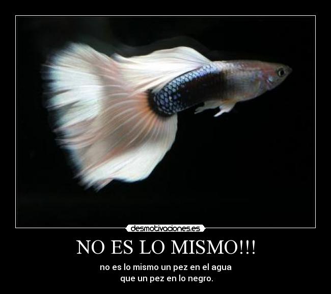 NO ES LO MISMO!!! - no es lo mismo un pez en el agua
 que un pez en lo negro.