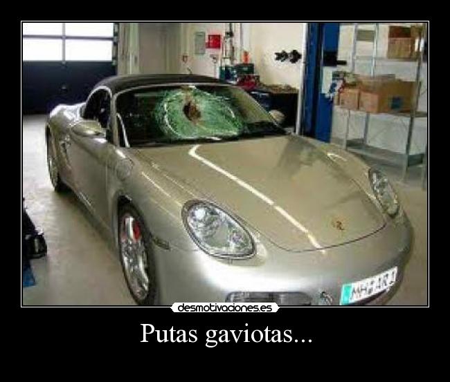 Putas gaviotas... - 