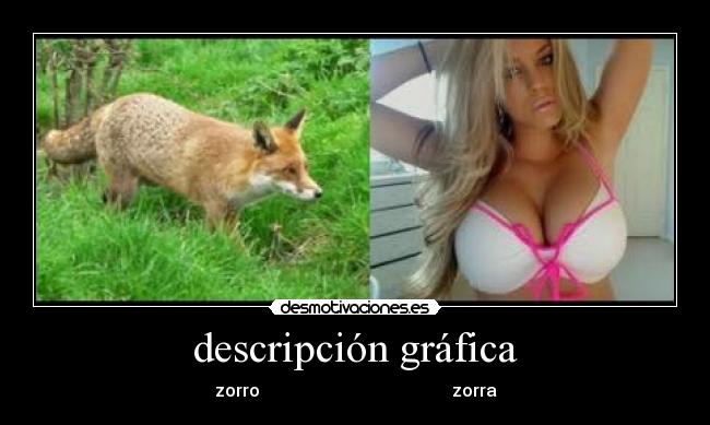 descripción gráfica - zorro                                            zorra