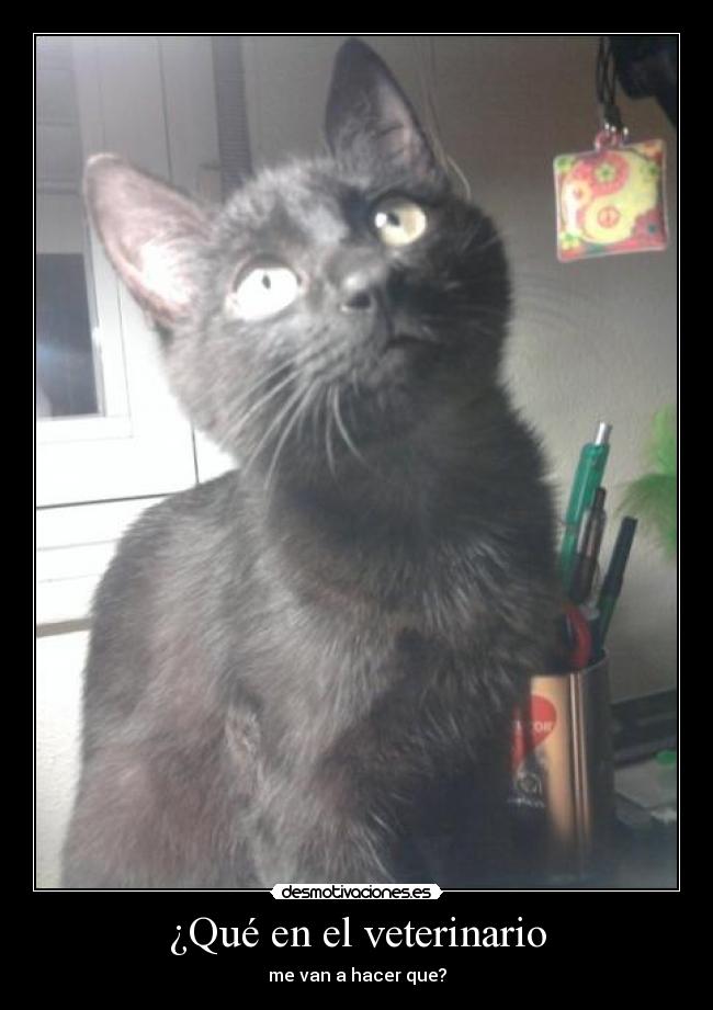 ¿Qué en el veterinario - 