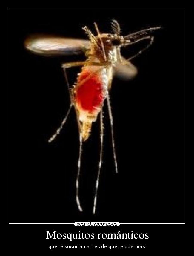 Mosquitos románticos - 