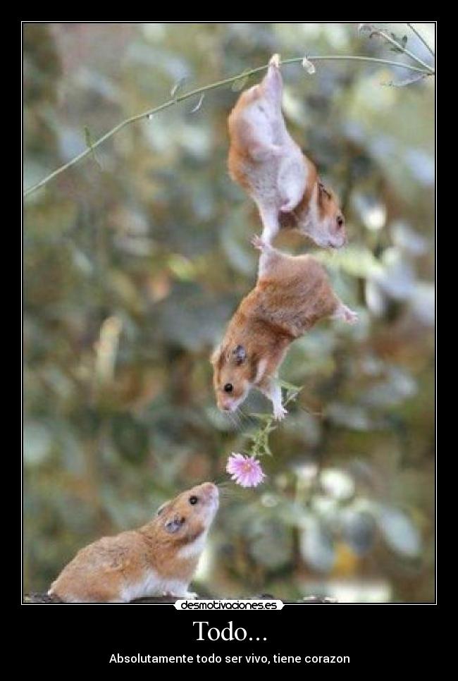 Todo... - Absolutamente todo ser vivo, tiene corazon