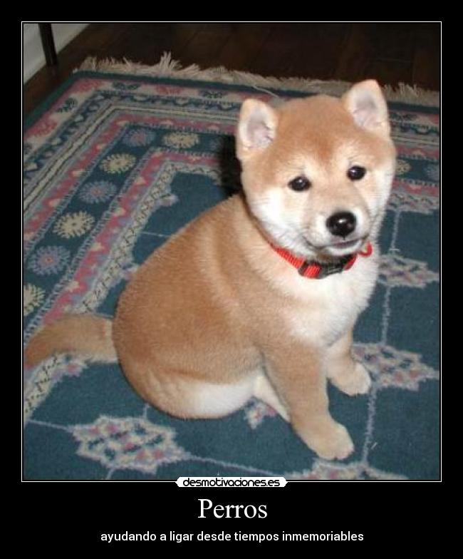 Perros - ayudando a ligar desde tiempos inmemoriables