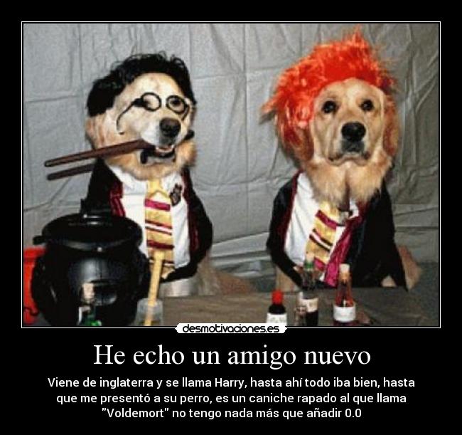 He echo un amigo nuevo - Viene de inglaterra y se llama Harry, hasta ahí todo iba bien, hasta
que me presentó a su perro, es un caniche rapado al que llama
Voldemort no tengo nada más que añadir 0.0