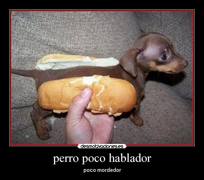 perro poco hablador - poco mordedor