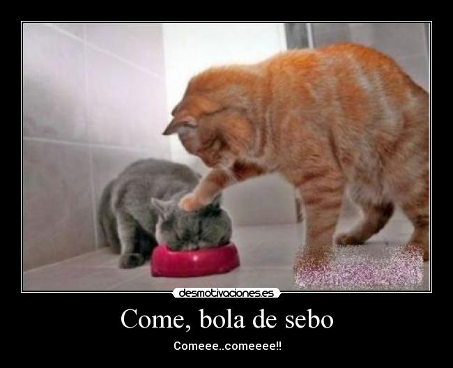 Come, bola de sebo -