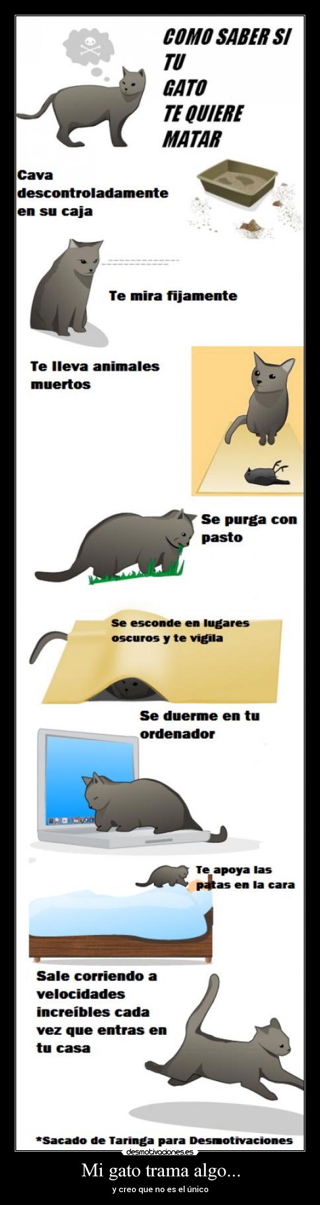carteles mi gato trama algo desmotivaciones