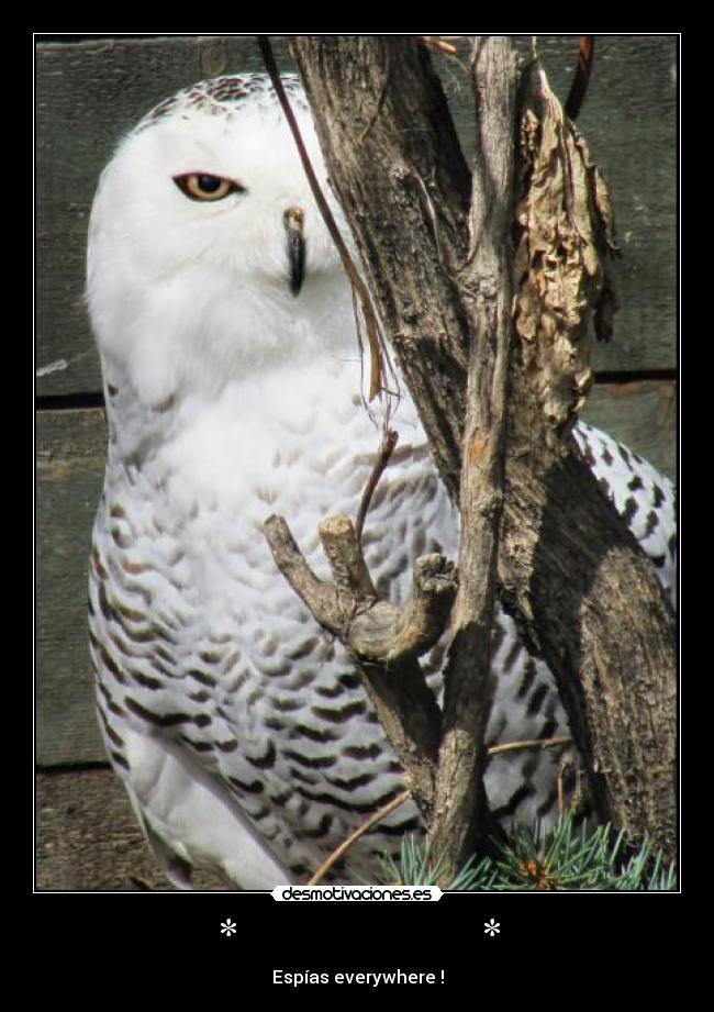 carteles everywhere espias algo bueno buho desmotivaciones